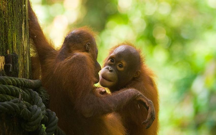 مركز التاهيل سيبيلوك لانسان الغاب في ماليزيا (حديقة القردة)