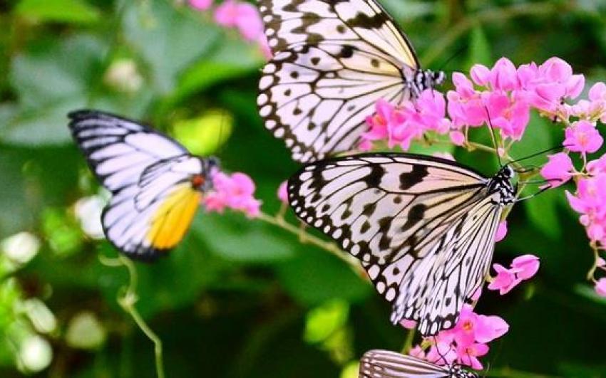 حديقة الفراشات في بينانق