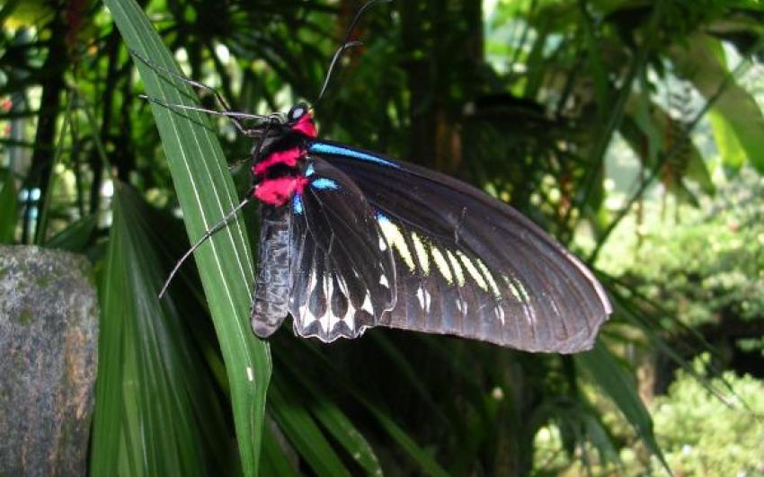 حديقة الفراشات ماليزيا