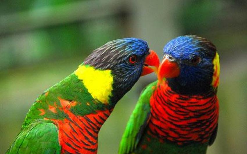 حديقة الطيور ماليزيا  
