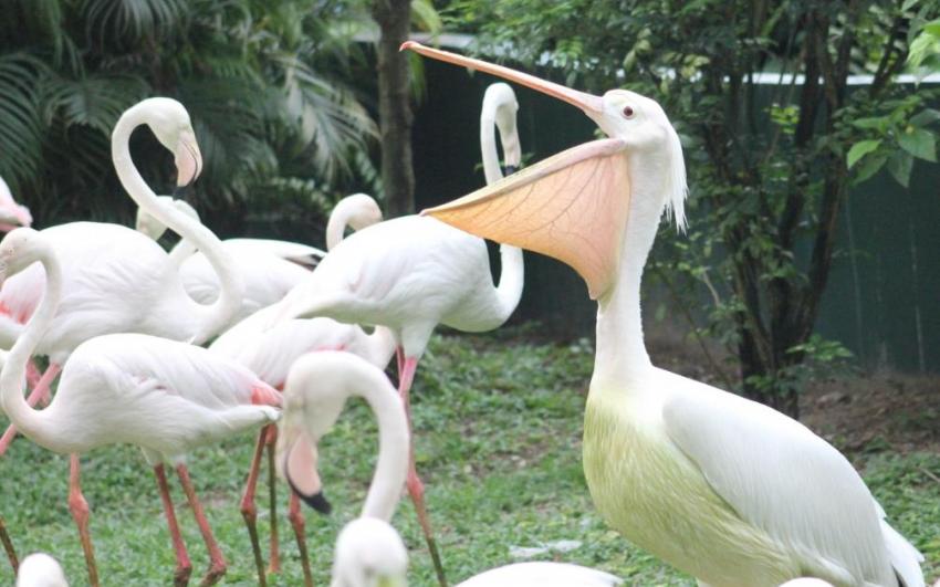 حديقة الطيور ماليزيا  