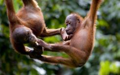 مركز التاهيل سيبيلوك لانسان الغاب في ماليزيا (حديقة القردة) - في ماليزيا