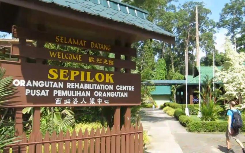 مركز التاهيل سيبيلوك لانسان الغاب في ماليزيا (حديقة القردة)