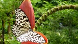 حديقة الفراشات في بينانق - في ماليزيا