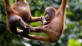 مركز التاهيل سيبيلوك لانسان الغاب في ماليزيا (حديقة القردة) - في ماليزيا