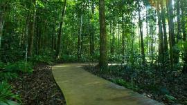  معهد ماليزيا لأبحاث الغابات (FRIM) - في ماليزيا